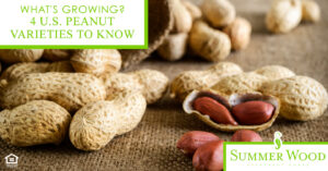 U.S. Peanut Varieties to Know
